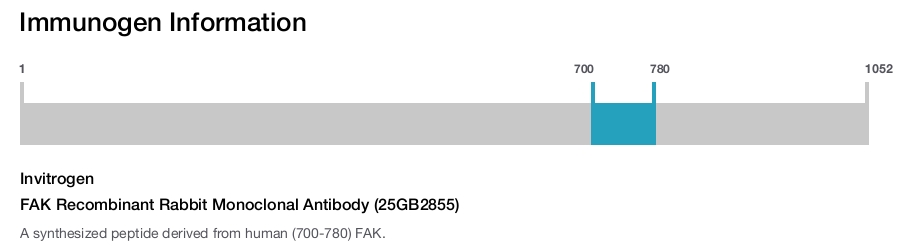 FAK Recombinant Rabbit Monoclonal Antibody (25GB2855)