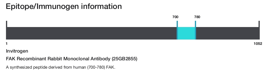 FAK Recombinant Rabbit Monoclonal Antibody (25GB2855)
