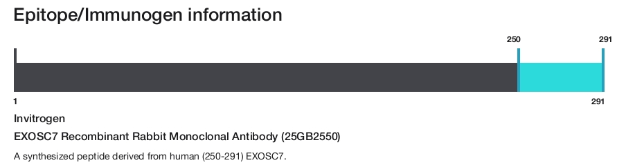 EXOSC7 Recombinant Rabbit Monoclonal Antibody (25GB2550)