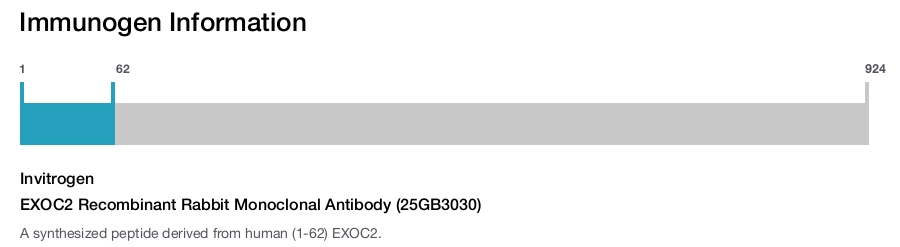 EXOC2 Recombinant Rabbit Monoclonal Antibody (25GB3030)