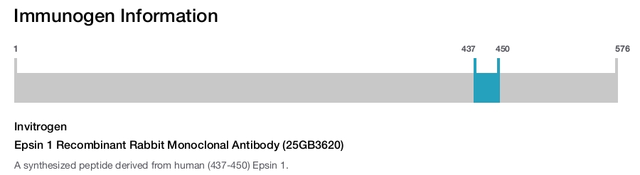 Epsin 1 Recombinant Rabbit Monoclonal Antibody (25GB3620)