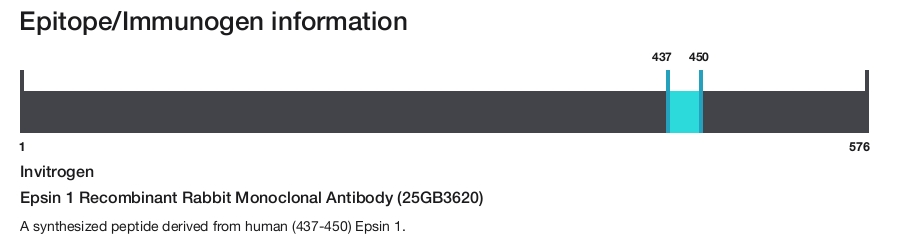 Epsin 1 Recombinant Rabbit Monoclonal Antibody (25GB3620)