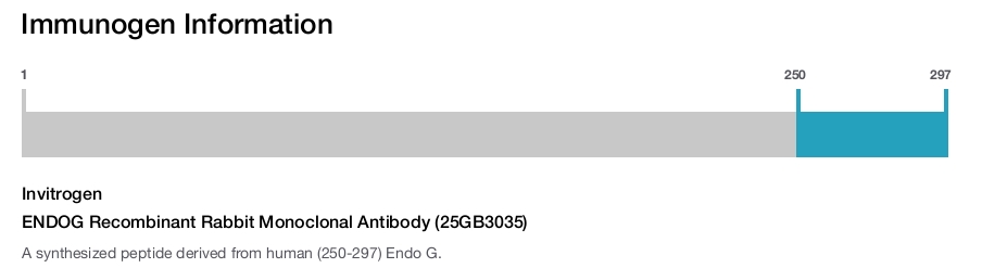 ENDOG Recombinant Rabbit Monoclonal Antibody (25GB3035)