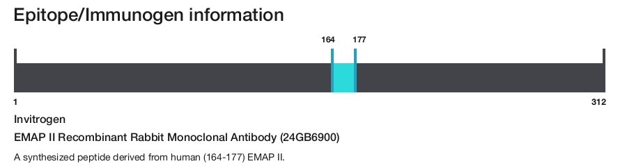 EMAP II Recombinant Rabbit Monoclonal Antibody (24GB6900)