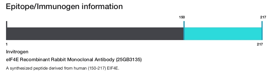 eIF4E Recombinant Rabbit Monoclonal Antibody (25GB3135)