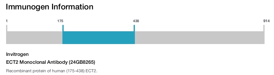 ECT2 Monoclonal Antibody (24GB8265)