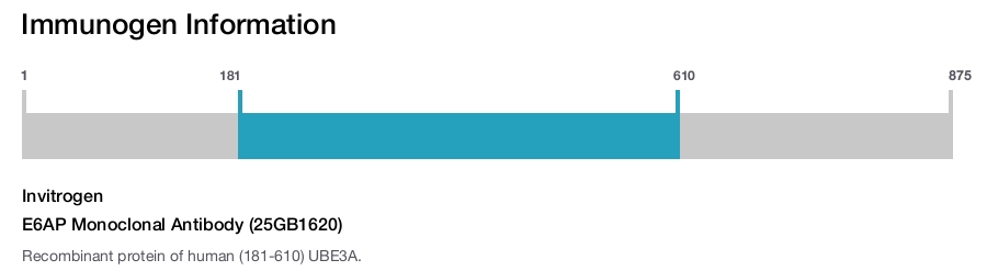 E6AP Monoclonal Antibody (25GB1620)