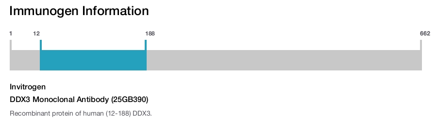 DDX3 Monoclonal Antibody (25GB390)
