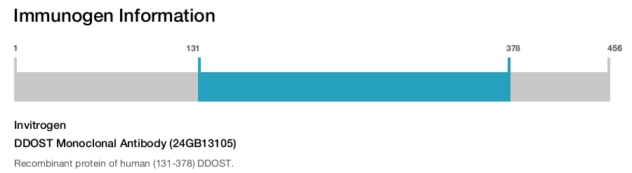 DDOST Monoclonal Antibody (24GB13105)