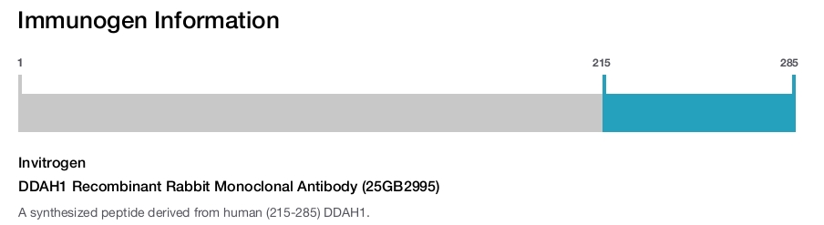 DDAH1 Recombinant Rabbit Monoclonal Antibody (25GB2995)
