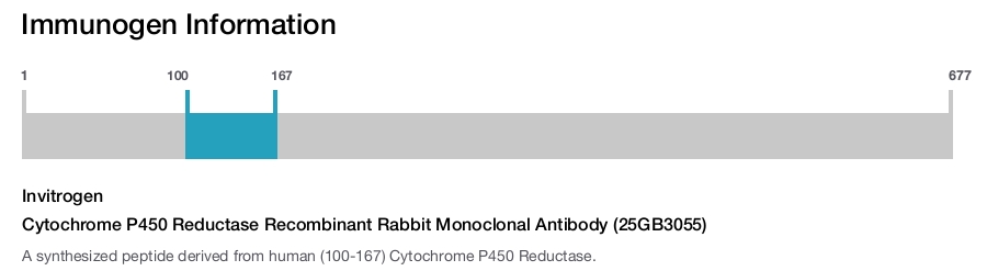 Cytochrome P450 Reductase Recombinant Rabbit Monoclonal Antibody (25GB3055)