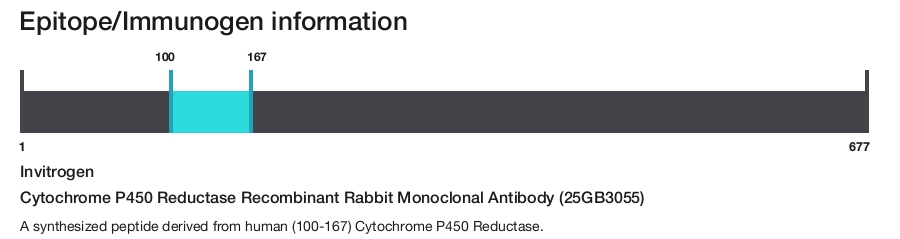 Cytochrome P450 Reductase Recombinant Rabbit Monoclonal Antibody (25GB3055)