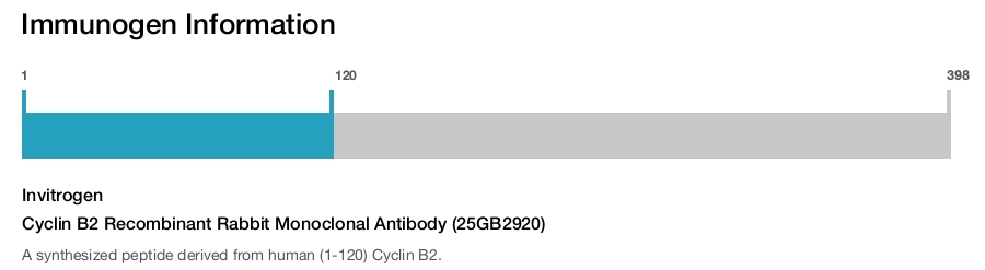 Cyclin B2 Recombinant Rabbit Monoclonal Antibody (25GB2920)