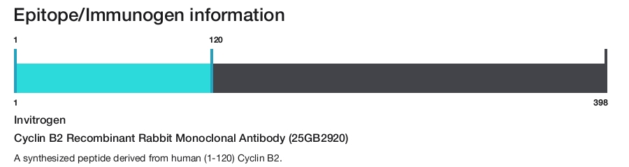 Cyclin B2 Recombinant Rabbit Monoclonal Antibody (25GB2920)