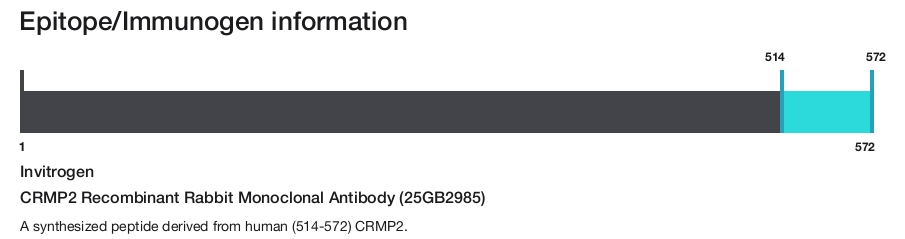 CRMP2 Recombinant Rabbit Monoclonal Antibody (25GB2985)