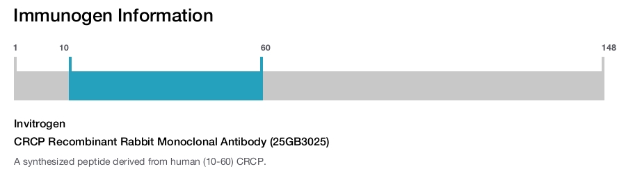 CRCP Recombinant Rabbit Monoclonal Antibody (25GB3025)