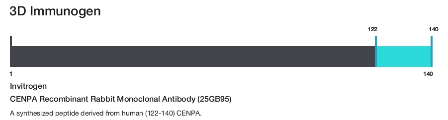 CENPA Recombinant Rabbit Monoclonal Antibody (25GB95)