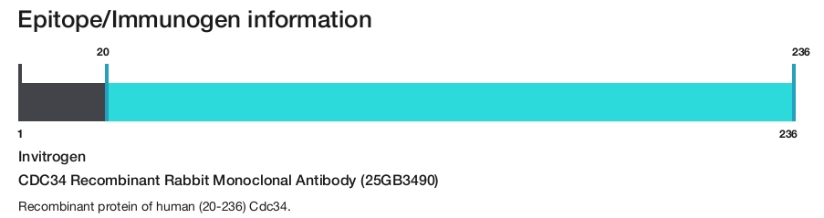 CDC34 Recombinant Rabbit Monoclonal Antibody (25GB3490)