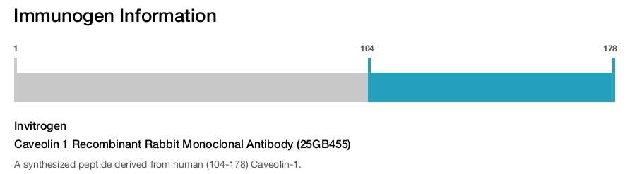 Caveolin 1 Recombinant Rabbit Monoclonal Antibody (25GB455)