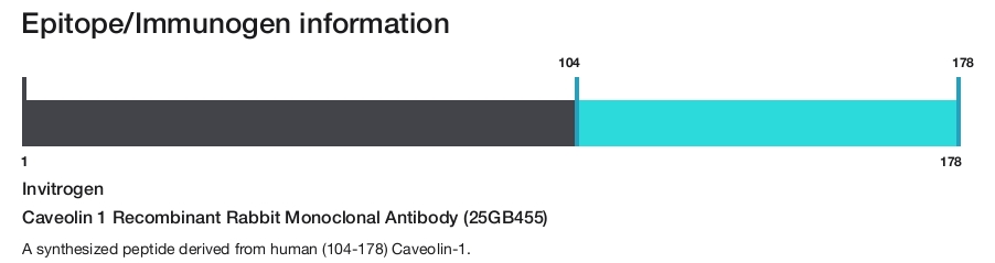 Caveolin 1 Recombinant Rabbit Monoclonal Antibody (25GB455)
