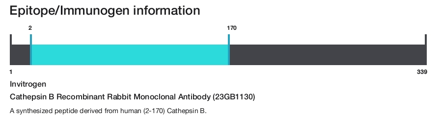 Cathepsin B Recombinant Rabbit Monoclonal Antibody (23GB1130)