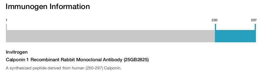 Calponin 1 Recombinant Rabbit Monoclonal Antibody (25GB2825)