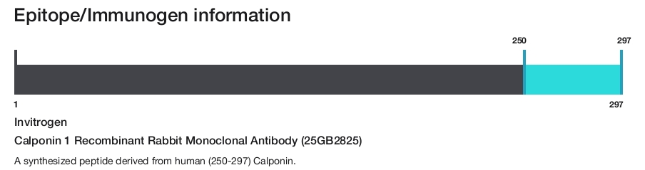 Calponin 1 Recombinant Rabbit Monoclonal Antibody (25GB2825)