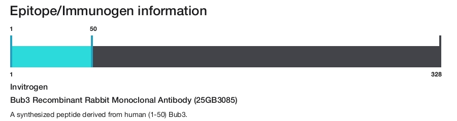 Bub3 Recombinant Rabbit Monoclonal Antibody (25GB3085)
