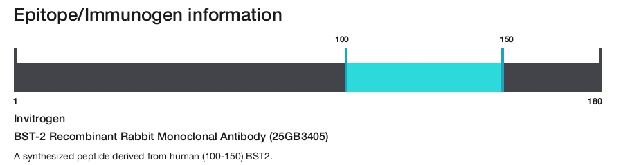 BST-2 Recombinant Rabbit Monoclonal Antibody (25GB3405)