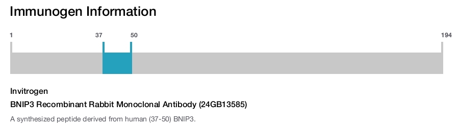 BNIP3 Recombinant Rabbit Monoclonal Antibody (24GB13585)
