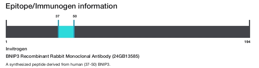 BNIP3 Recombinant Rabbit Monoclonal Antibody (24GB13585)