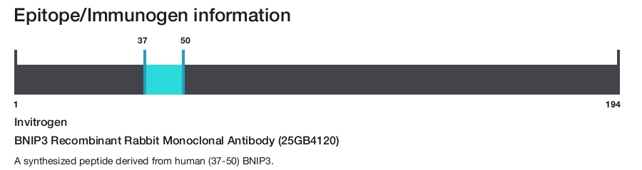 BNIP3 Recombinant Rabbit Monoclonal Antibody (25GB4120)