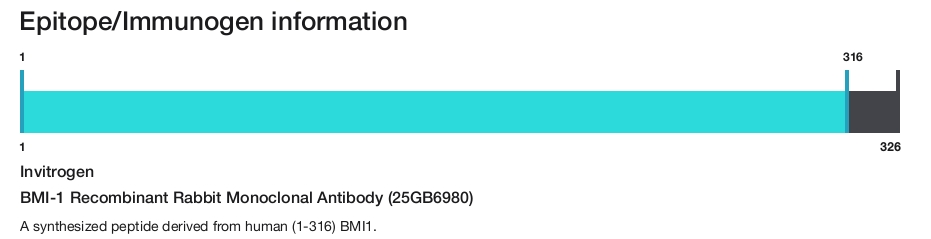 BMI-1 Recombinant Rabbit Monoclonal Antibody (25GB6980)