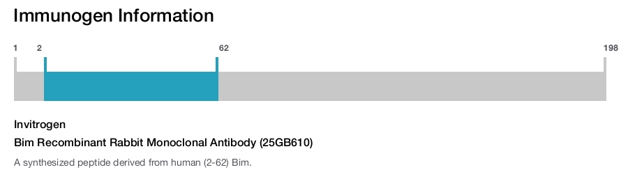 Bim Recombinant Rabbit Monoclonal Antibody (25GB610)