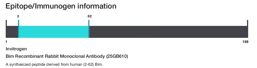 Bim Recombinant Rabbit Monoclonal Antibody (25GB610)