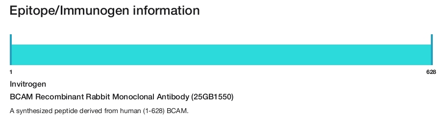 BCAM Recombinant Rabbit Monoclonal Antibody (25GB1550)