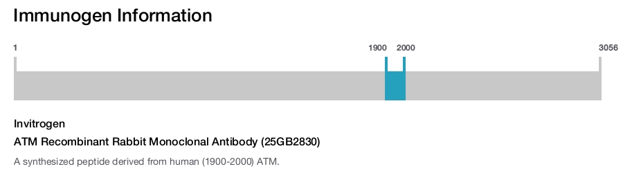 ATM Recombinant Rabbit Monoclonal Antibody (25GB2830)