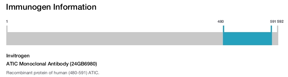 ATIC Monoclonal Antibody (24GB6980)