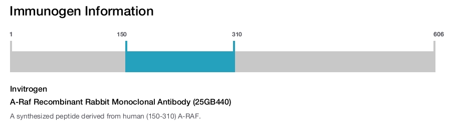 A-Raf Recombinant Rabbit Monoclonal Antibody (25GB440)
