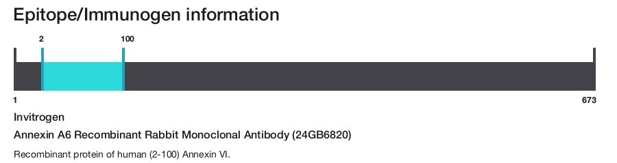 Annexin A6 Recombinant Rabbit Monoclonal Antibody (24GB6820)