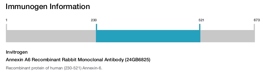 Annexin A6 Recombinant Rabbit Monoclonal Antibody (24GB6825)