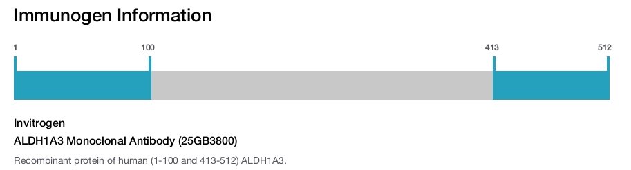 ALDH1A3 Monoclonal Antibody (25GB3800)