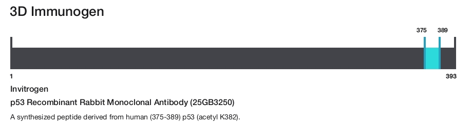 p53 Recombinant Rabbit Monoclonal Antibody (25GB3250)