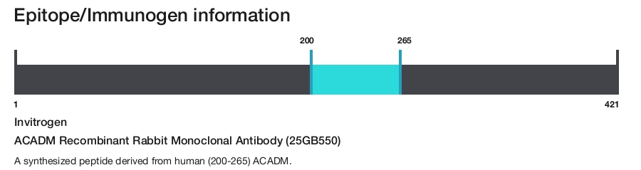 ACADM Recombinant Rabbit Monoclonal Antibody (25GB550)