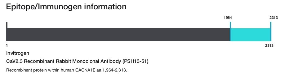 CaV2.3 Recombinant Rabbit Monoclonal Antibody (PSH13-51)