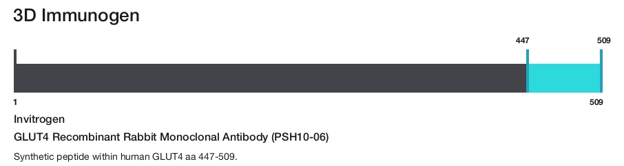 GLUT4 Recombinant Rabbit Monoclonal Antibody (PSH10-06)