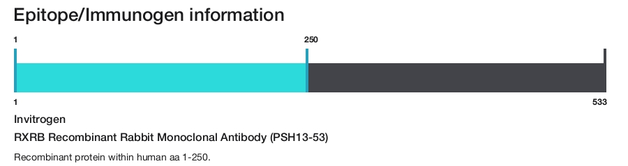 RXRB Recombinant Rabbit Monoclonal Antibody (PSH13-53)
