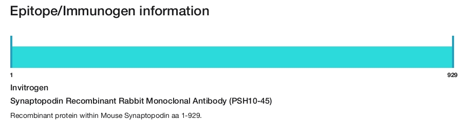 Synaptopodin Recombinant Rabbit Monoclonal Antibody (PSH10-45)
