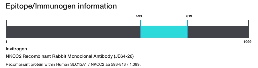 NKCC2 Recombinant Rabbit Monoclonal Antibody (JE64-26)