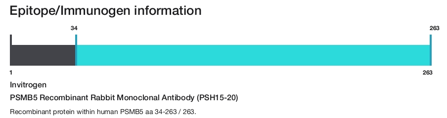 PSMB5 Recombinant Rabbit Monoclonal Antibody (PSH15-20)